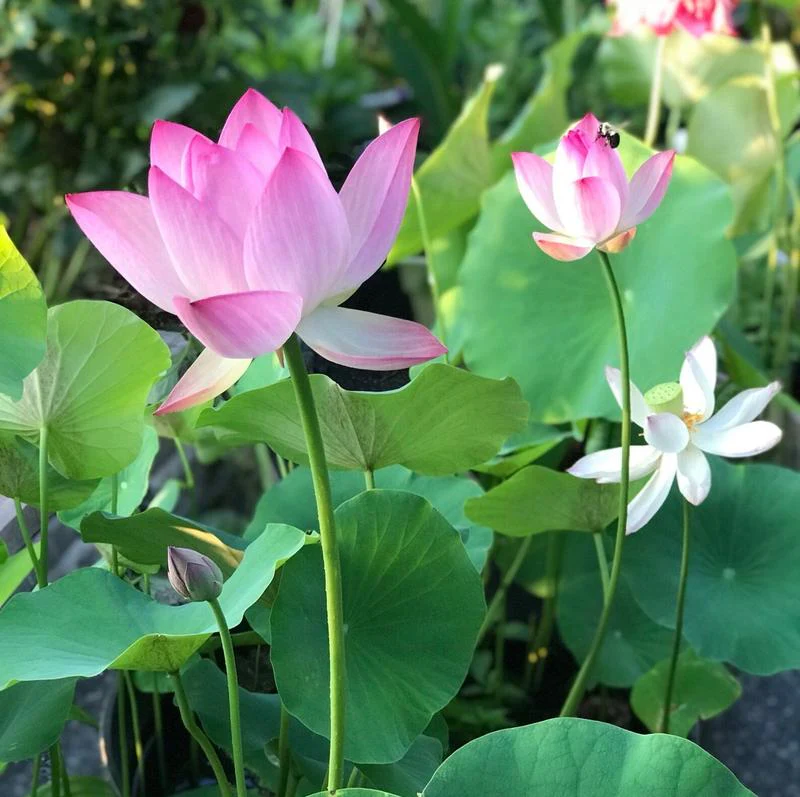 pieces of colorful bonsai lotus seeds – Vibrant & easy to grow (5+5 Free - 10 pcs) - Image 2