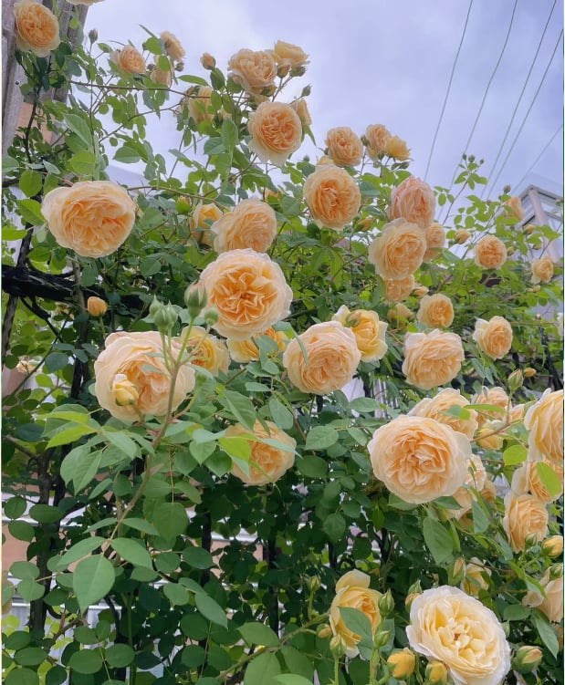 BlossomTrail™ — Turn Your Garden Into a Vibrant, Fragrant Rose Paradise Without the Hassle - Image 11