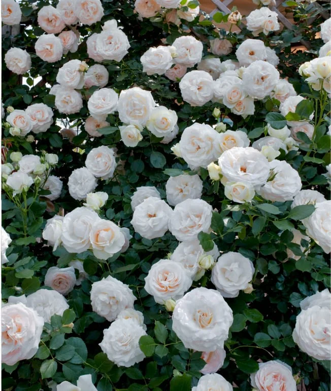 BlossomTrail™ — Turn Your Garden Into a Vibrant, Fragrant Rose Paradise Without the Hassle - Image 14