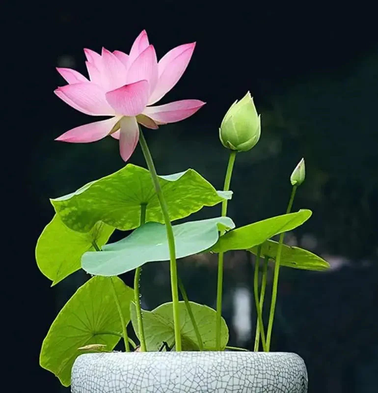 LotusRadiance™ — Ignite Your Pond with Stunning Blooms That Transform Your Garden Into a Serene Sanctuary - Image 7