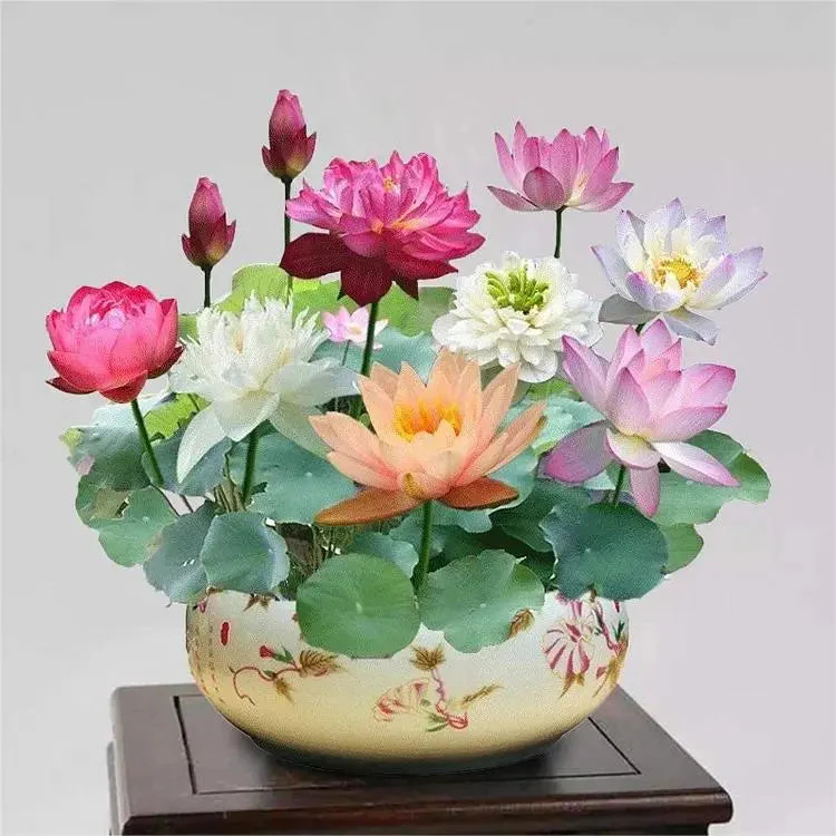 LotusRadiance™ — Ignite Your Pond with Stunning Blooms That Transform Your Garden Into a Serene Sanctuary - Image 9