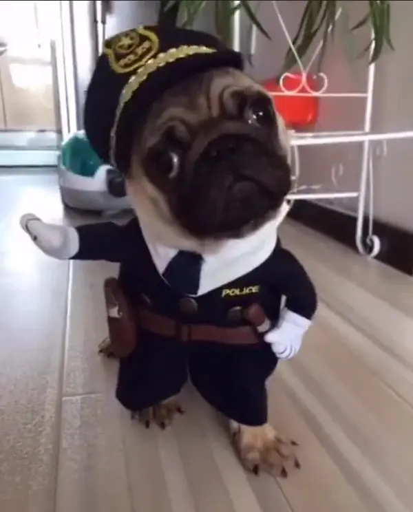 PhantomCharm™ — Turn Your Pet Into the Irresistible Halloween Showstopper Everyone Loves - Image 14