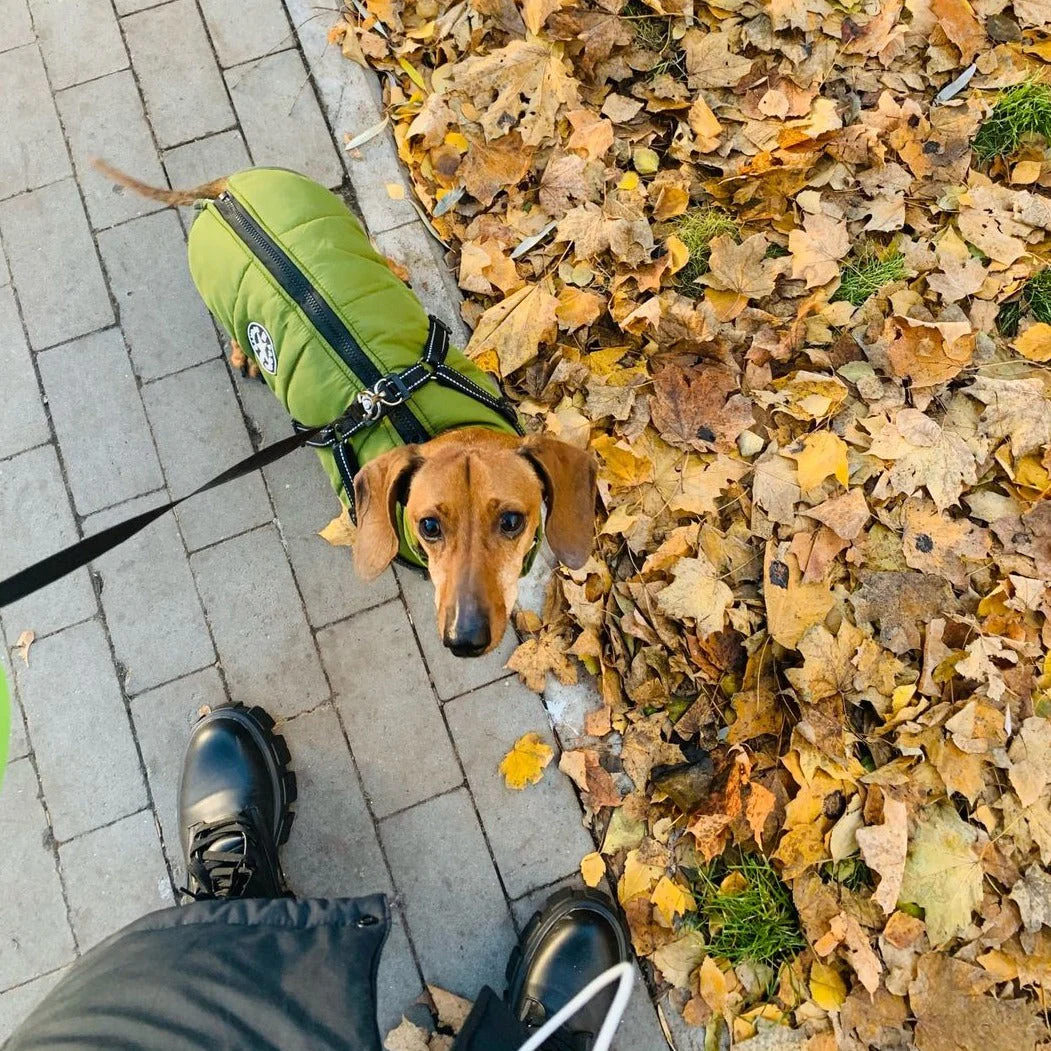 StormPaw™ Weather Jacket — Keep Your Dog Warm, Dry, and Effortlessly Controlled on Every Adventure - Image 7