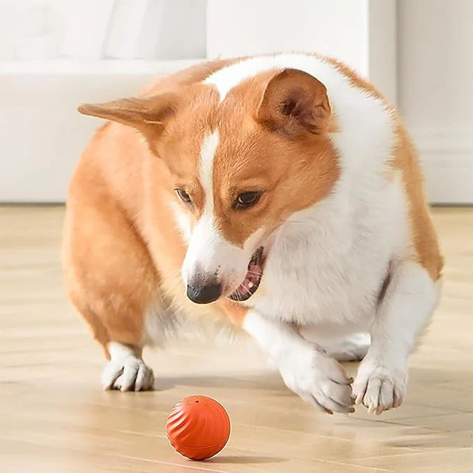 VitaPounce™ — Ignite Your Dog’s Wild Instincts with Endless, Hands-Free Play - Image 10